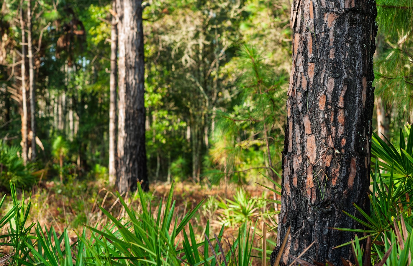 Slash pines and palmetto undergrowth in a sunlit Southwest Florida pine flatwoods.