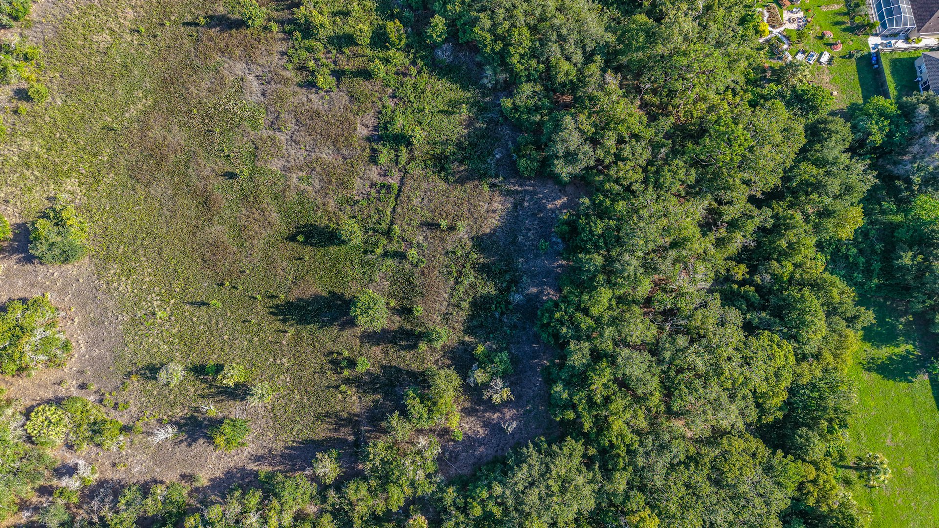 Aerial view of a partially cleared Florida property showing open ground beside dense tree canopy.