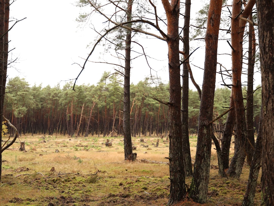 A pine stand with dry grass and felled timber on the ground after understory clearing.