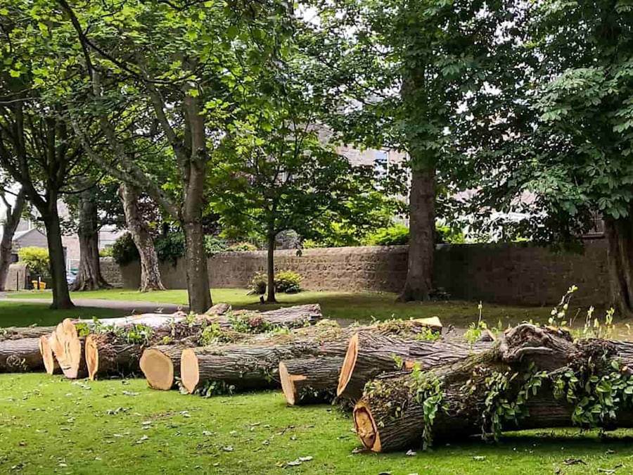 Cut sections of tree trunk stacked on grass after a removal job.