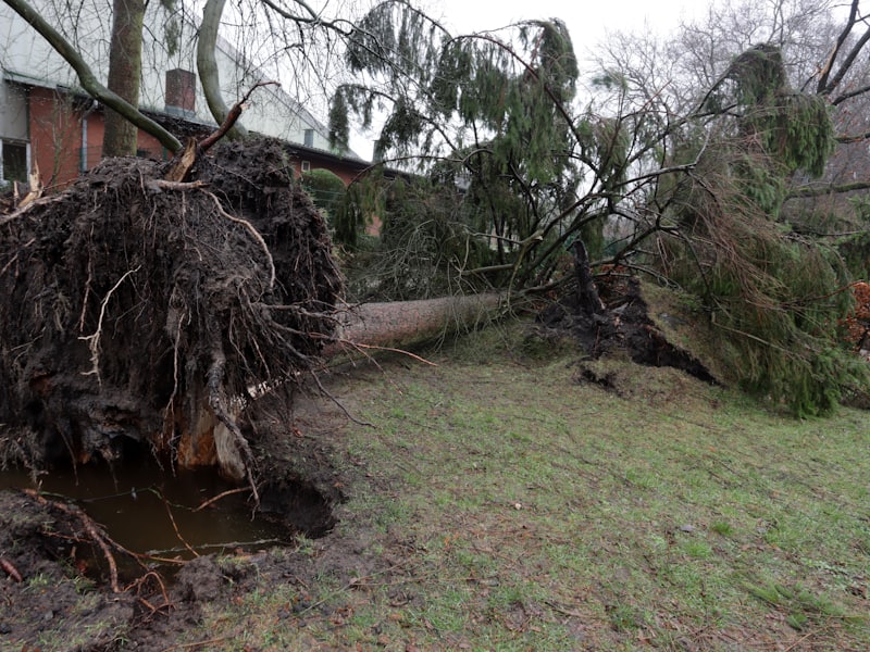 A large storm-toppled tree lying uprooted across a residential yard.
