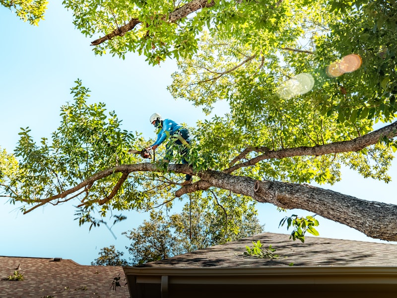 An arborist in climbing gear cutting a limb from a large tree with a chainsaw.