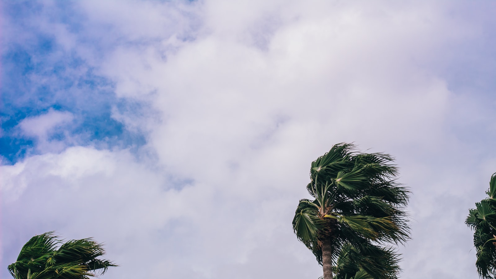 Palm fronds bent hard by tropical storm winds against a heavy overcast sky.